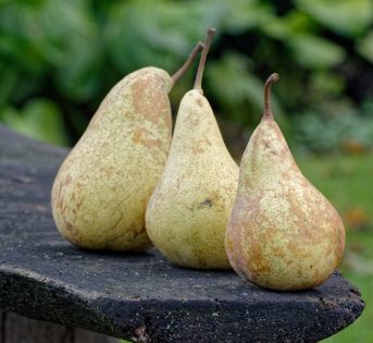 Pera, il benessere inizia dalla buccia