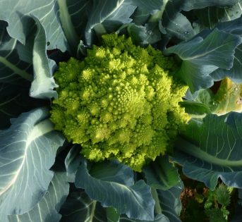 Broccolo, un medicinale coltivato nell’orto