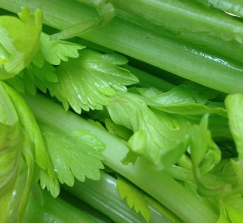 Sedano, il re del pinzimonio