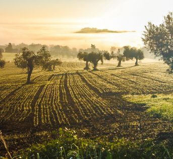 Resilienza e agricoltura
