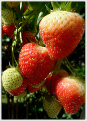 img_thumb