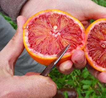 Influenza: 2,8 milioni di italiani a letto. Arrivano i rimedi contadini