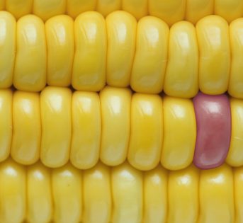 No agli Ogm, per un’agricoltura 100% italiana