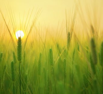 Sviluppo sostenibile, la sfida per salvare il pianeta