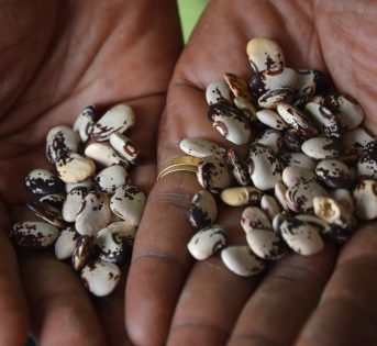 Biodiversità, la normativa