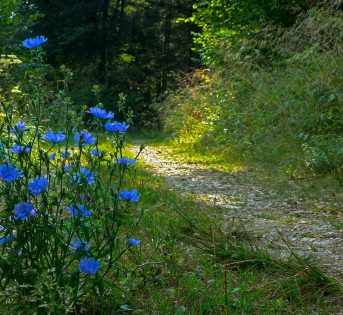 Cicoria: amarostica, ma facile da coltivare