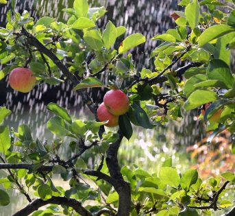 Agricoltura e acqua, una sfida per un futuro sostenibile