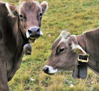 Il filo invisibile fra biodiversità e agricoltura sociale