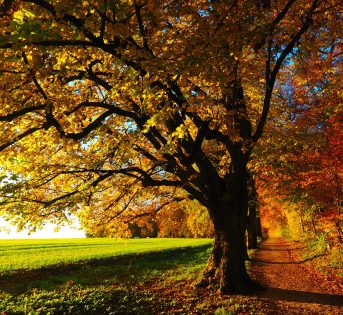 Speciale foreste e boschi – Impariamo ad amare gli alberi