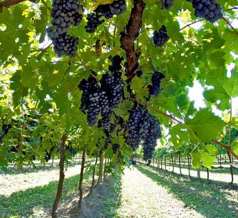 Caldo, tagli sui raccolti. Sos in campagna