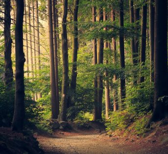 Speciale foreste e boschi – Un patrimonio da salvaguardare