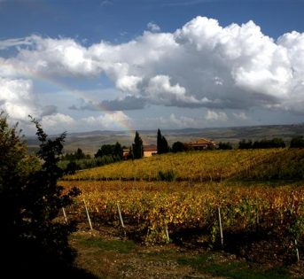 Vinitaly, in arrivo le terre del vino