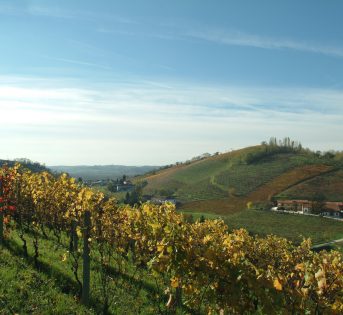 Vinitaly, addio a 1 vigna su 10 nell’ultimo decennio