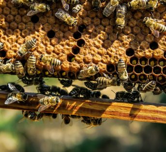 Otto motivi per amare le api