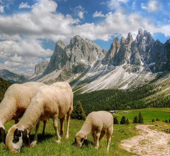 Biodiversità a rischio, l’Onu lancia l’allarme