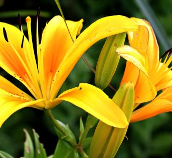 Fiori, come mantenerli freschi più a lungo