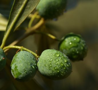 Maltempo, i danni nelle campagne