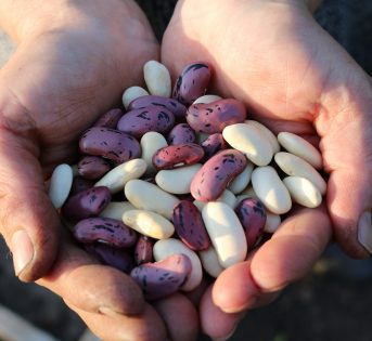 Legumi: proteine e salute