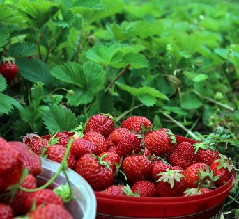 Fragole a km zero, regine di primavera