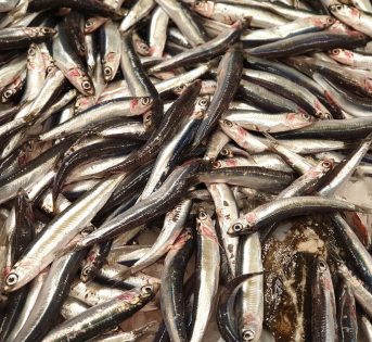 Crollano gli acquisti di pesce azzurro in Italia