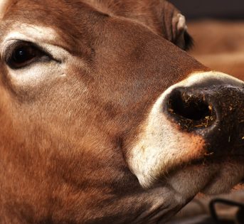 Caldo, animali e colture sotto stress