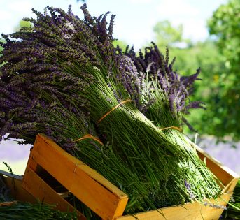 Dalla farmacia alla tavola, è boom delle erbe