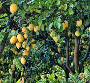 Giornata ambiente, addio a 3 frutti su 4