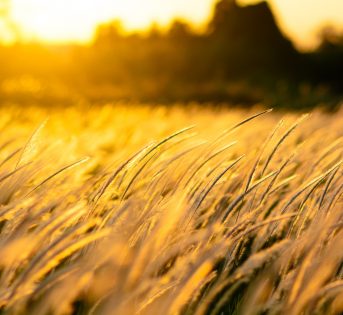 Il vento tra energia e tutela dell’ambiente