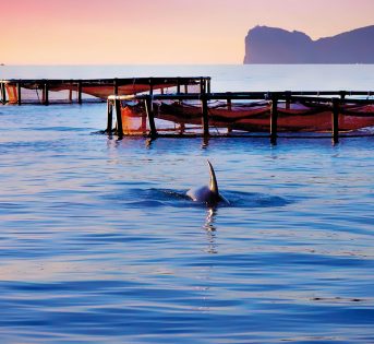 Acqua-coltura… facciamoci una “cultura”