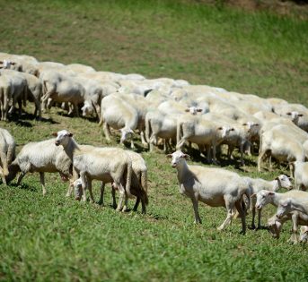 Torna la transumanza sull’altipiano di Rascino
