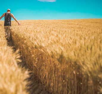Grano, addio a 1 campo su 5 in un decennio