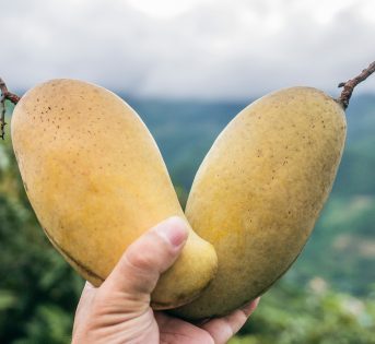 Mango, primi raccolti made in Italy