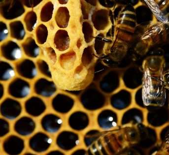 Caldo, cala la produzione di miele
