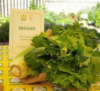 Sedano, l’ortaggio amico delle diete
