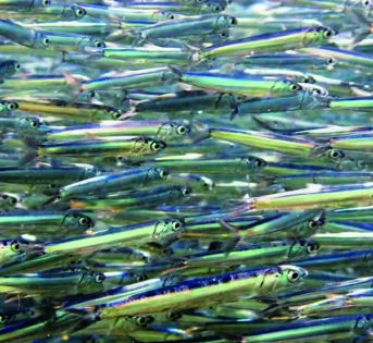 A… come acciughe, le regine dei mari