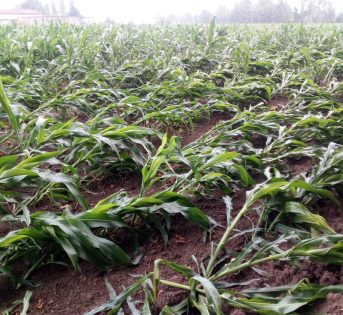 Maltempo e danni all’agricoltura, è calamità