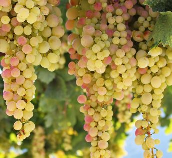 Vino, al via la vendemmia in Italia