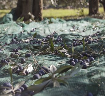 Olive, al via la raccolta in Italia