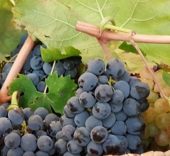 Uva e vendemmia, è festa nei mercati romani