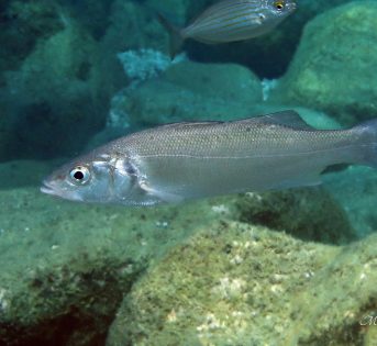 B… come branzino, ottimo alleato per la salute