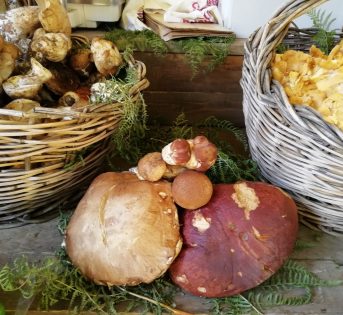 Funghi, impariamo a riconoscerli