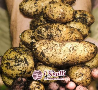 Patate, il tubero dalle mille varietà