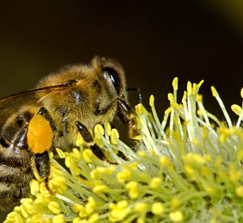 Il ronzio vitale delle api