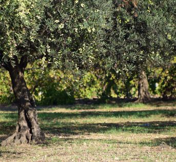 Giornata internazionale olivo, l’albero millenario