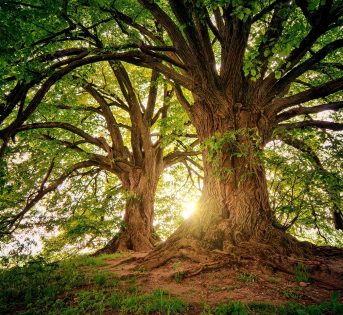 I nostri amici alberi: il 21 novembre è la loro festa!