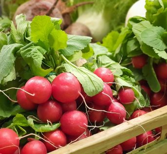 Ravanelli, i rubini nel piatto