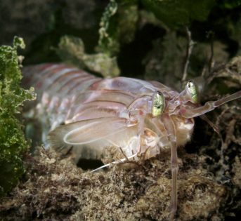 C…come cannocchia, la cicala di mare