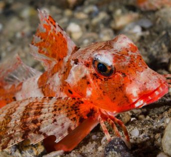 G…come gallinella, il pesce buono dei fondali