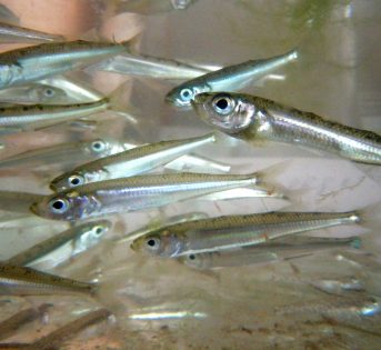 L… come latterino, un piccolo pesce dalle grandi qualità