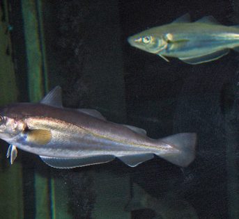 M come… Molo, pesce dal ricco profilo nutrizionale